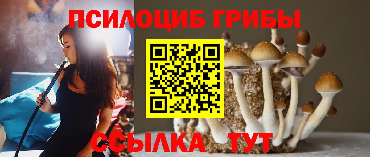 Псилоцибиновые грибы Cubensis Санкт-Петербург